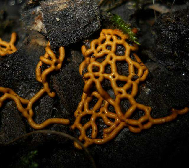 Image de <i>Hemitrichia serpula</i> (Scop.) Rostaf.