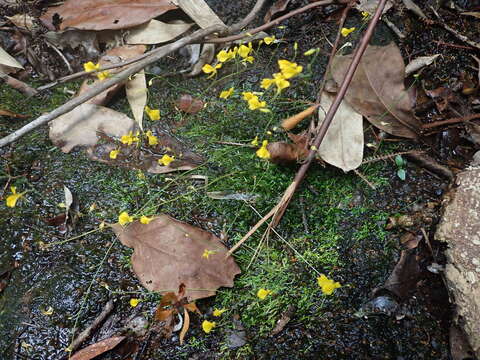 Image of Utricularia odorata Pellegr.