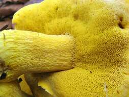 Image of Retiboletus