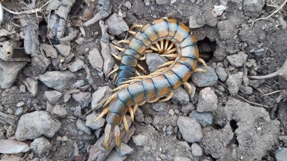 Image of Mediterranean banded centipede