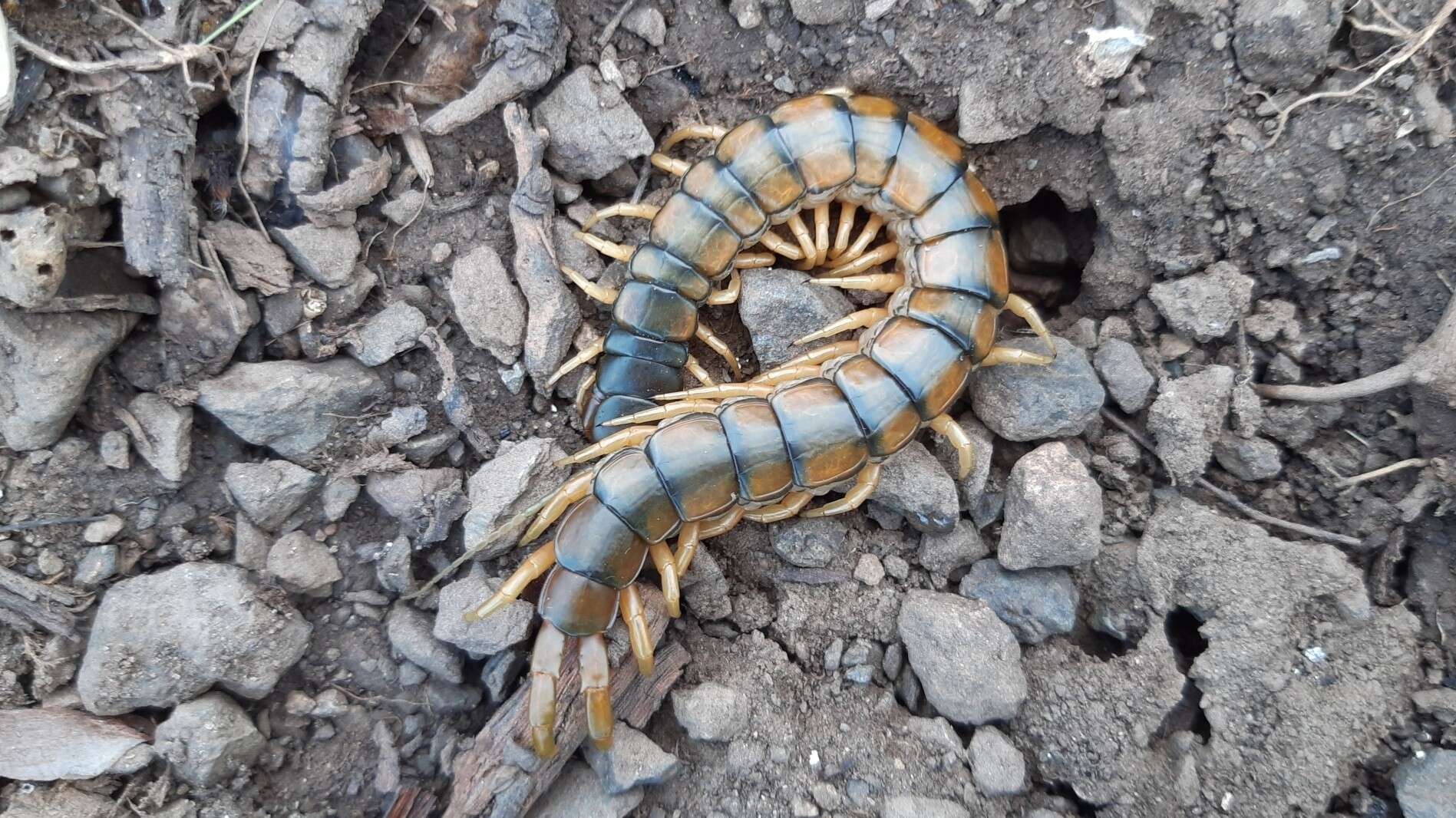 Image of Mediterranean banded centipede