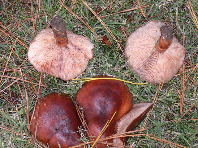 Image of Tricholoma fracticum (Britzelm.) Kreisel 1984