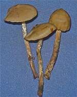 Image of Psilocybe zapotecorum R. Heim 1957