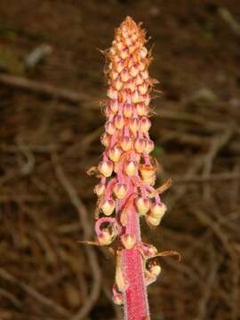 Image of Pterospora