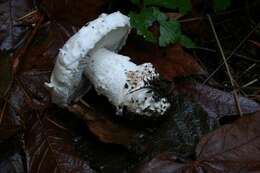 Image of Amanita silvicola Kauffman 1926