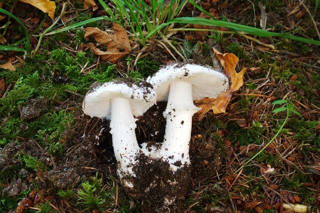 Image of Amanita silvicola Kauffman 1926