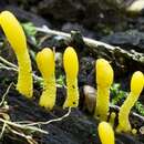 Image of Orange Earth Tongue