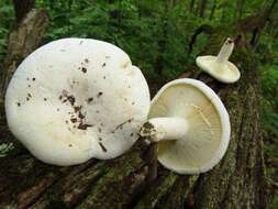 Image of Lactifluus