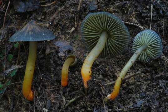 Image of Humidicutis multicolor (Berk. & Broome) E. Horak 1990