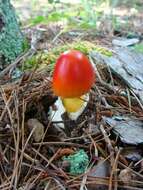 Image of American Caesar's Mushroom