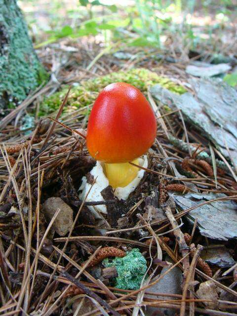 Image of American Caesar's Mushroom