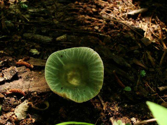 Image of Russula parvovirescens Buyck, D. Mitch. & Parrent 2006