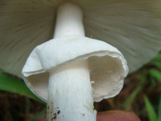 Image de Amanita spreta (Peck) Sacc. 1887