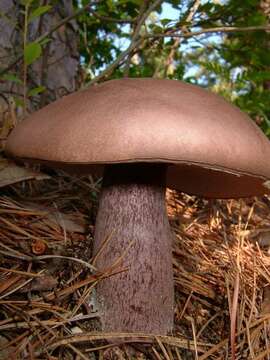 Image of Tylopilus plumbeoviolaceus (Snell & E. A. Dick) Snell & E. A. Dick 1941