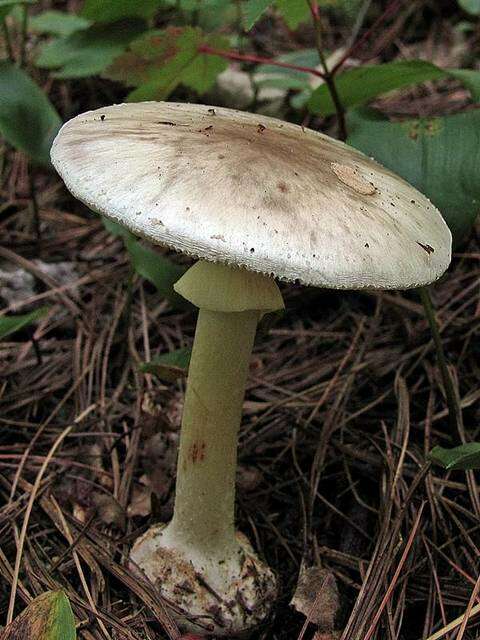 Image of Cleft-footed Amanita