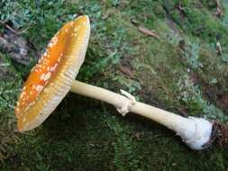 Image of Frost's amanita