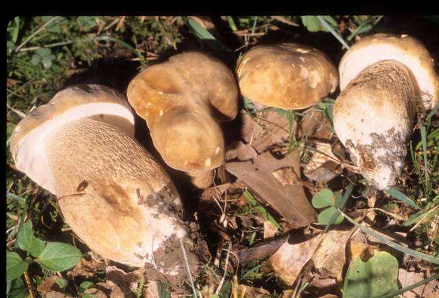 Sivun Boletus variipes Peck 1888 kuva