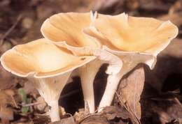 Слика од Clitocybe