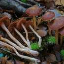 Cortinarius palissandrinus Soop 2013的圖片