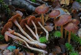 Слика од Cortinarius palissandrinus Soop 2013