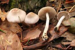 Inocybe resmi