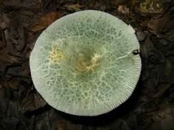 Image of Russula parvovirescens Buyck, D. Mitch. & Parrent 2006