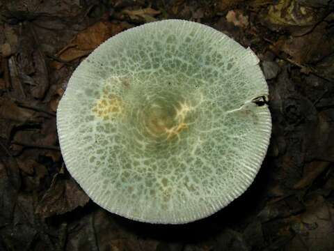 Image of Russula parvovirescens Buyck, D. Mitch. & Parrent 2006