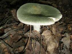 Image of Russula parvovirescens Buyck, D. Mitch. & Parrent 2006