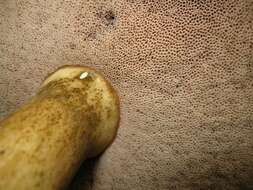 Image of Reddish brown bitter bolete