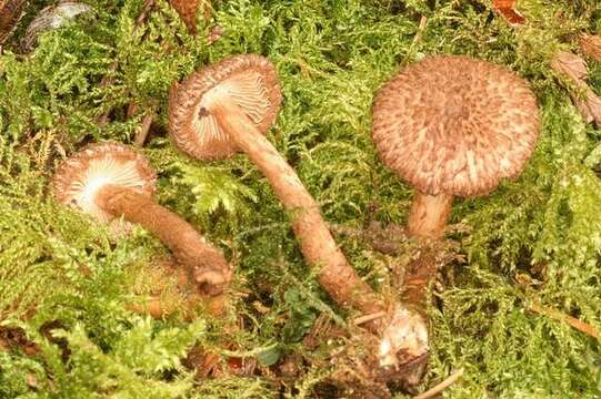 Image of Inocybe