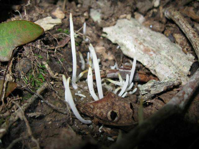 Image of Clavaria