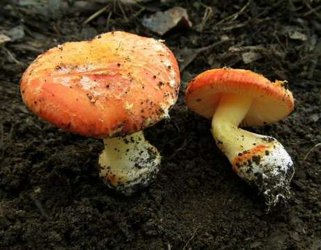 Amanita xanthocephala (Berk.) D. A. Reid & R. N. Hilton 1980 resmi