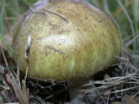 Image of Amanita