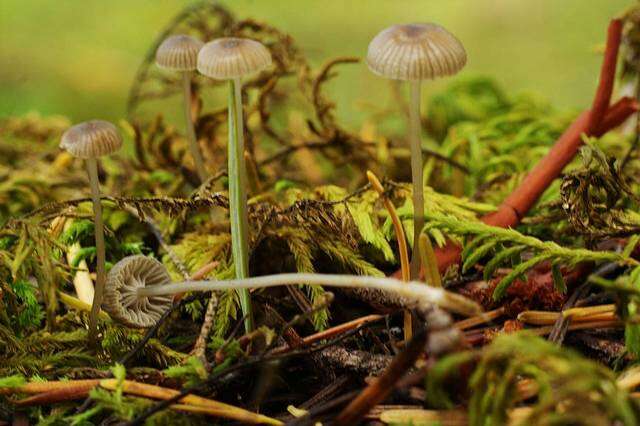 Image of Mycena cinerella (P. Karst.) P. Karst. 1879