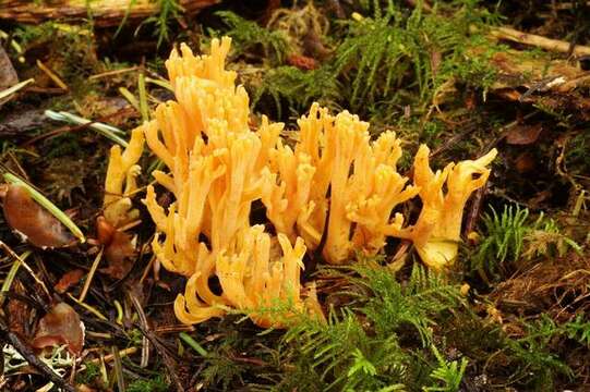 Ramaria aurantiisiccescens Marr & D. E. Stuntz 1974 resmi