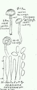 Image of Hebeloma