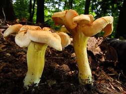 Слика од Cantharellus lateritius (Berk.) Singer 1951