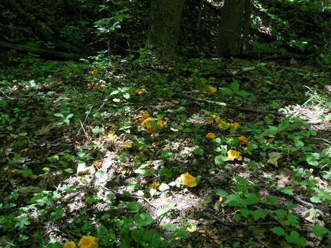 Image of Cantharellus lateritius (Berk.) Singer 1951