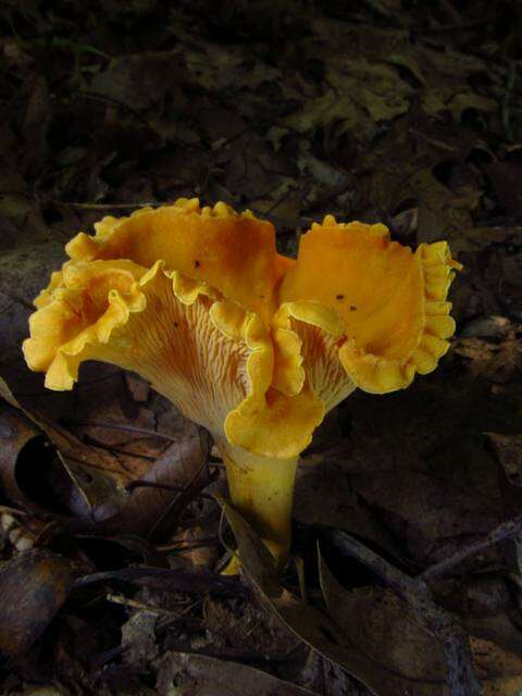 Image of Cantharellus lateritius (Berk.) Singer 1951