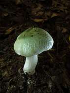 Image of Russula parvovirescens Buyck, D. Mitch. & Parrent 2006