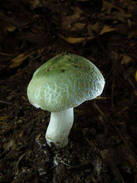 Image of Russula parvovirescens Buyck, D. Mitch. & Parrent 2006