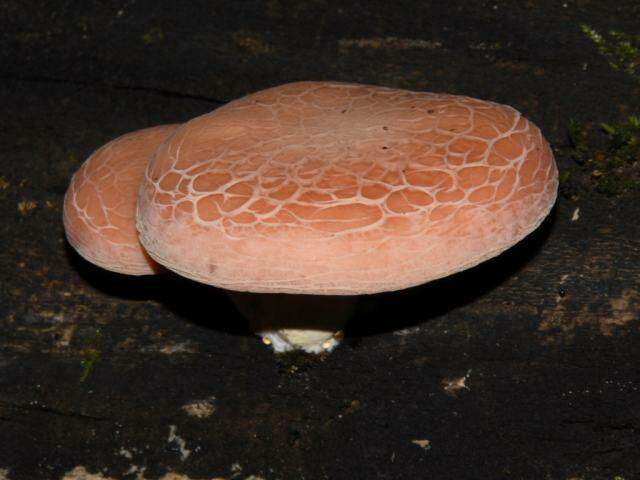 Rhodotus resmi