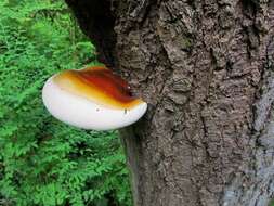 Ganoderma oregonense Murrill 1908的圖片