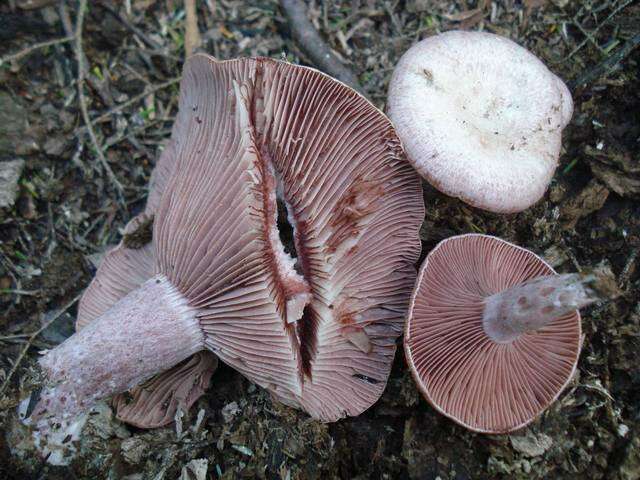 Image of <i>Lactarius subpurpureus</i>