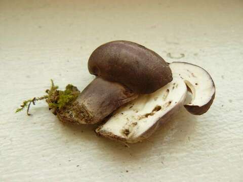 Imagem de Tylopilus plumbeoviolaceus (Snell & E. A. Dick) Snell & E. A. Dick 1941