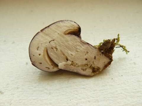 Imagem de Tylopilus plumbeoviolaceus (Snell & E. A. Dick) Snell & E. A. Dick 1941