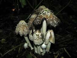 Image de Coprinopsis