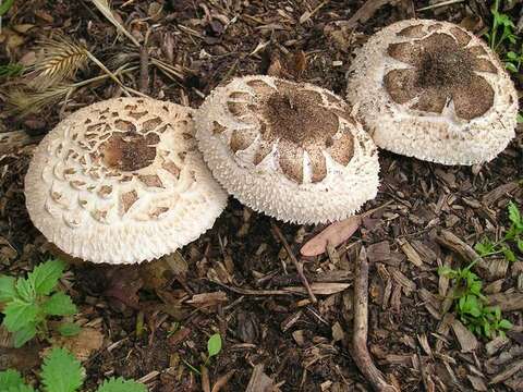 Image of Chlorophyllum brunneum (Farl. & Burt) Vellinga 2002