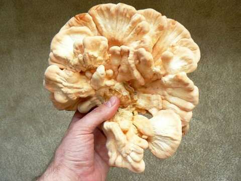 Image of Laetiporus