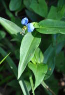 Image of Asiatic dayflower